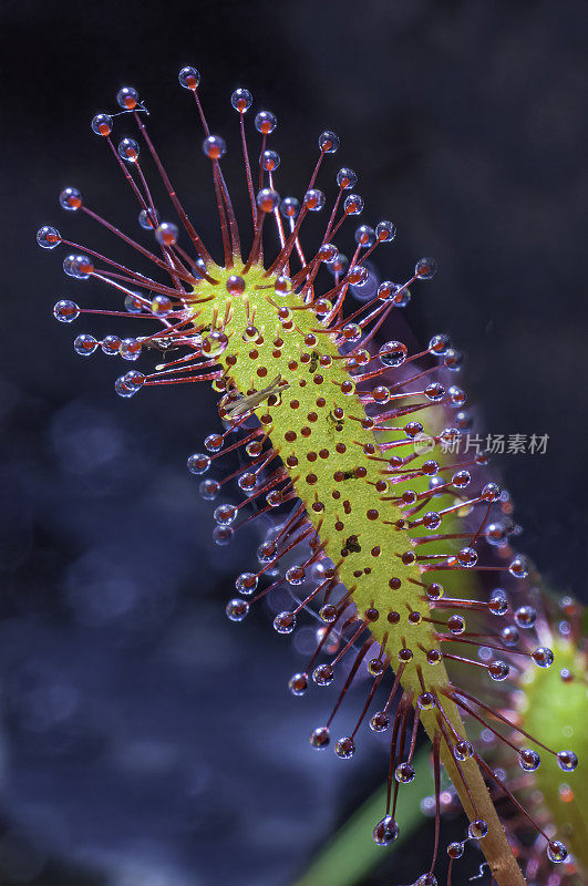 长叶茅膏，Drosera anglica，元宝岛，威廉王子湾，Chugach国家森林，阿拉斯加，食肉植物。茅膏菜科。